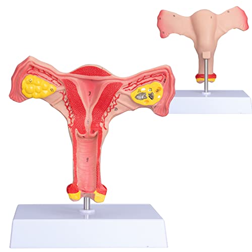 Модел на женското яйчниците ANNWAN - Модел на човешката Матката и Яйчниците в Реален размер, Модел на Женския