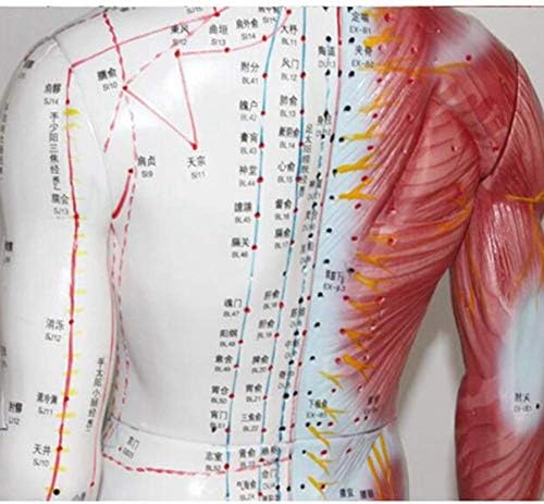 Анатомическая Модел на Човешките Мускули И Акупунктурните точки Схемата на Меридиана Масажът Акупунктурная Модел