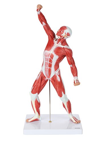 Умален модел на мускулната система Ос Scientific, 20-инчов анатомическая модел на човешките мускули, която показва анатомията