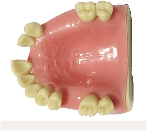 Обучение модел на зъбите LEMITA Модел на липсващия зъб на Горната челюст - Образователна модел за изучаване на зъби - Имитативната