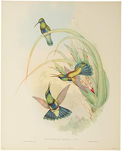 Шест пълноцветни разпечатки на колибри. Портфолио от шест великолепни цветни отпечатъци.