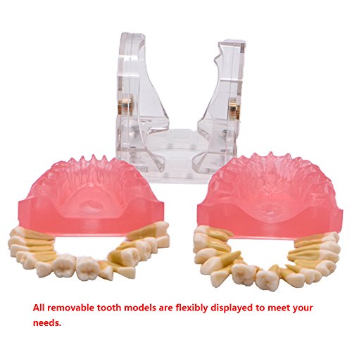 Angzhili Цельнокроеная Модел на зъбите, за студенти-стоматолози, Демонстрационен Модел на Зъби с Подвижни Зъб, Модел на Зъбите