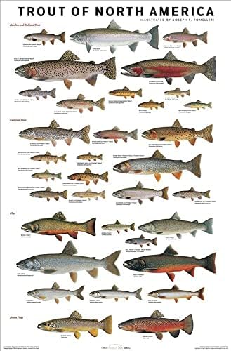 Снимка на амбулантен търговец на Сладководна Риба, дивеч на Северна Америка Ламиниран Образователна История таблица