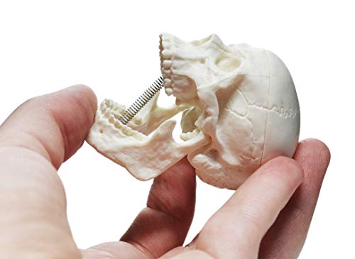 Умален модел на черепа на един възрастен човек, 3 части - Анатомическая копие на медицинско качество - Височина 2,5