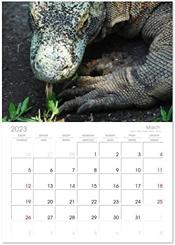Очарованието на гущери (Месечно стенен календар 2023 11,7 x 16,5 инча (външен)), месечен календар Calvendo 2023