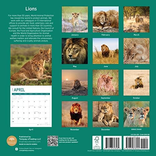 Месечен Стенен Календар Lions на 2023 година от Bright Day, Календари, За нещата, 12 x 12 См, Красиви Снимки на Дивата