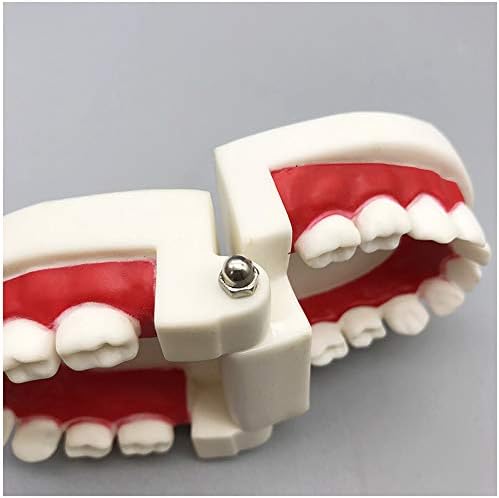 Модел на зъбите KH66ZKY Dental - Модел на зъбите на Детето - Модел на Зъбите на Човешкия Дъх в Реален размер за