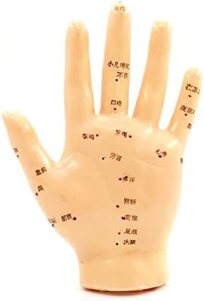 Модел на Акупунктурни Точки на ръцете ZMX 13 см - Образователна Модел на Манекен, за да Рефлекторного масаж на ръцете с акупунктурными точки - демонстрация за обучение