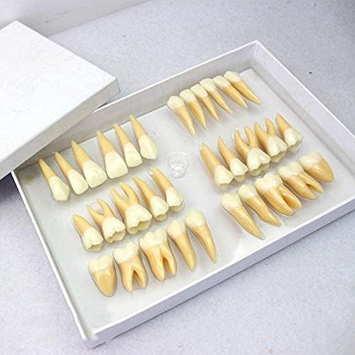 Стоматологичен модел, Модел на големите пасти за зъби, Модел на зъбите с увеличение от 2,5 пъти, модел на