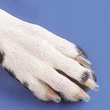 Капачки за кучешки нокти Soft Claws - 40 капсули за нокти и лепило за кучета (прозрачен, XX-Large)