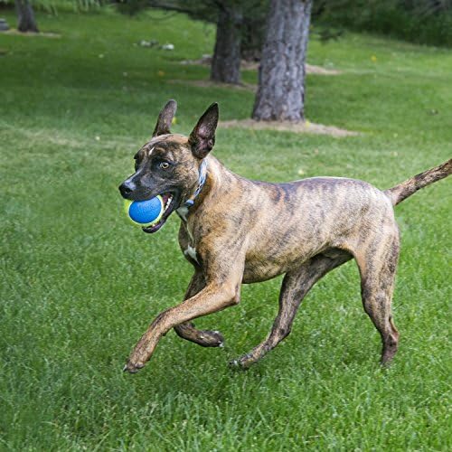 КОНГ - Squeakair Ultra Топки - Играчка за кучета, топки за Тенис на Премиум-клас с Трудности, Нежна към зъбите - За кучета