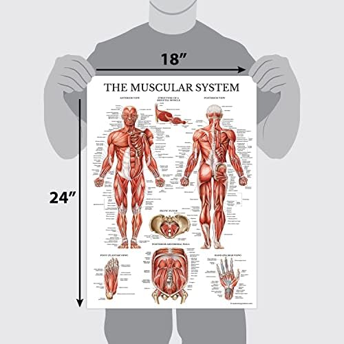 Palace Обучение 3 kit - Набор от плакати за анатомията на мускулите + Скелета + дихателната система - Анатомични карти на мускулите