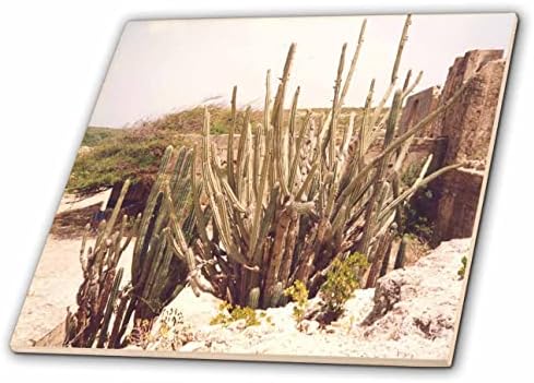 Триизмерно Десертни растения, растящи на Екзотичния остров Аруба - Теракот (ct-371717-7)