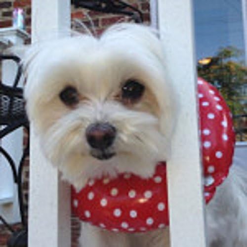 Puppy Bumpers® Дъждовен ден (водоустойчив) Red Dot до 10 инча - Произведено в САЩ Защитен нашийник за кученца с набивкой Puppy