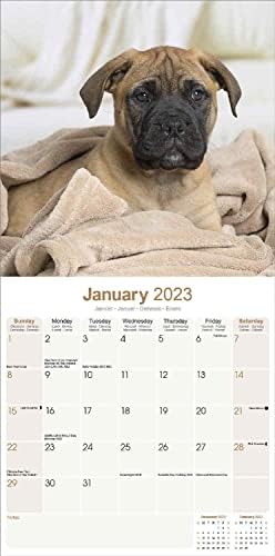 Календар Бульмастифа на 2022 2023 година - Месечен Стенен Календар породи Кучета - 12 x 24 Отворен лист - Плътна
