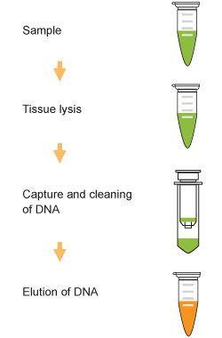 Набор за изолиране на ДНК От парафиновых части от тъкани Epigentek - FitAmp - 50 Проби