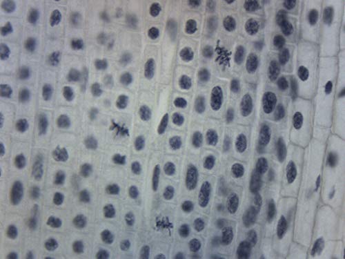 Подходящо за митоза лилии това микроскопично парче - 75 x 25 мм - Биология и микроскопия - Eisco Labs