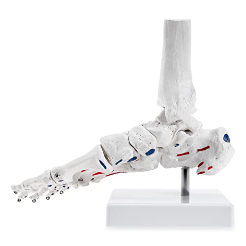 Модел на скелета на човешката крака Winyousk, Модел на костите на стъпалото с малоберцовой и tibialis кости, Напълно Сочлененная с помощта на кабели, Модел, Имитирующая по-е