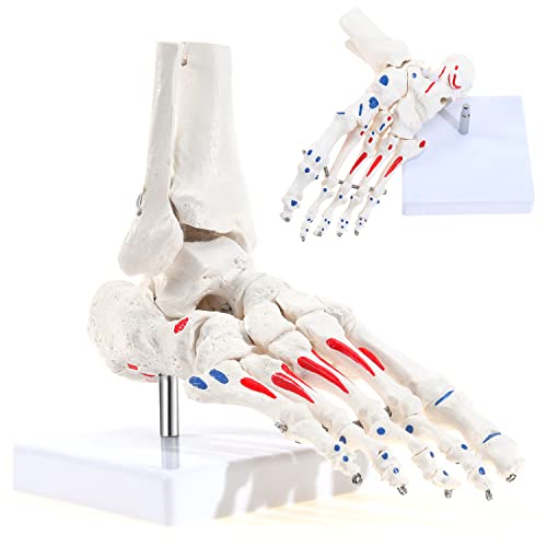 Модел на Скелета на Човешката стъпалото и глезена SKUMOD с части Tibialis и Малоберцовой кости, Модел на Гъвкава структурата