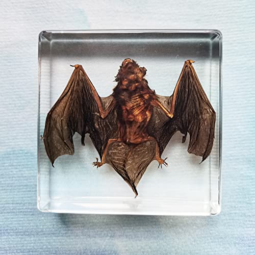 Истинските образци на прилепите FlyingBean под формата на прес-папие от смола, Колекция таксидермии на животни за научни образование