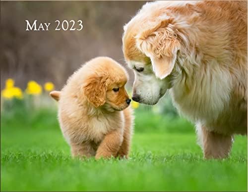 Стенен Календар Trog's Dogs Golden Retrievers на 2023 година | Красив Фотокалендарь За Кучета